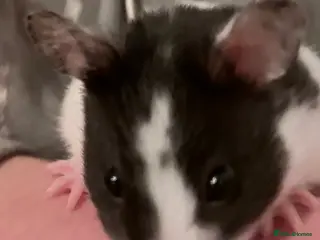 Hamster rodents Syrian Hamster - Advert 1