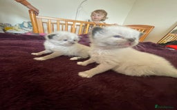 Mixed Breed cats for sale: Ragdoll x Maine coon kittens - Image 9