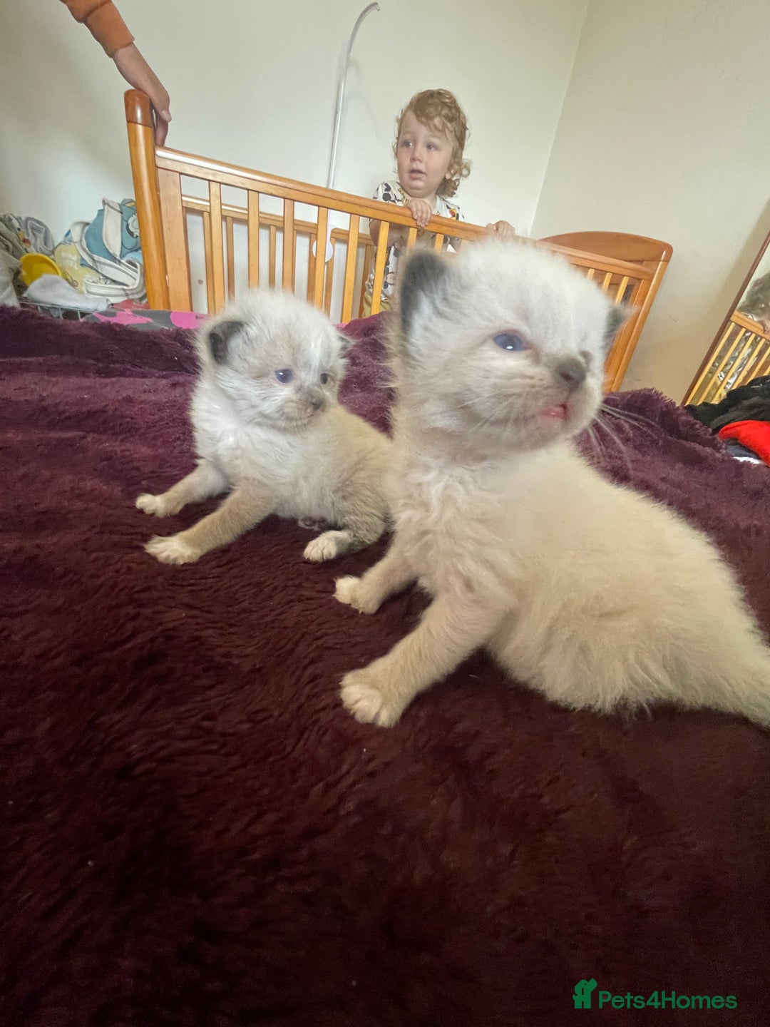 Mixed Breed cats for sale: Ragdoll x Maine coon kittens - Image 9