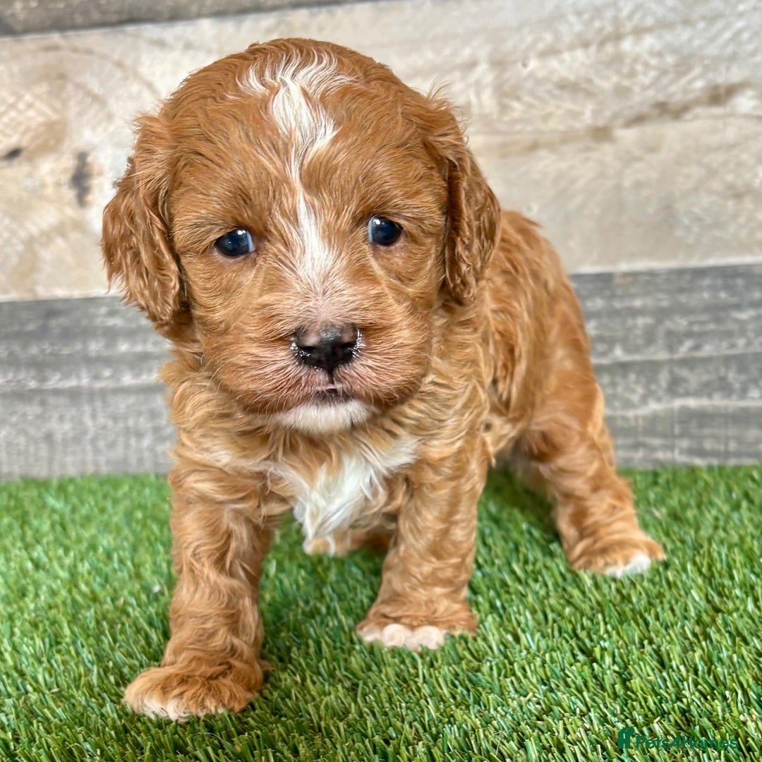 Cavapoo dogs for sale: Beautiful Toy Cavapoo Puppies for sale - Image 6