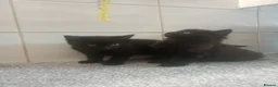 Mixed Breed cats for sale: 2 Male fluffy brown kittens left  - Advert 11
