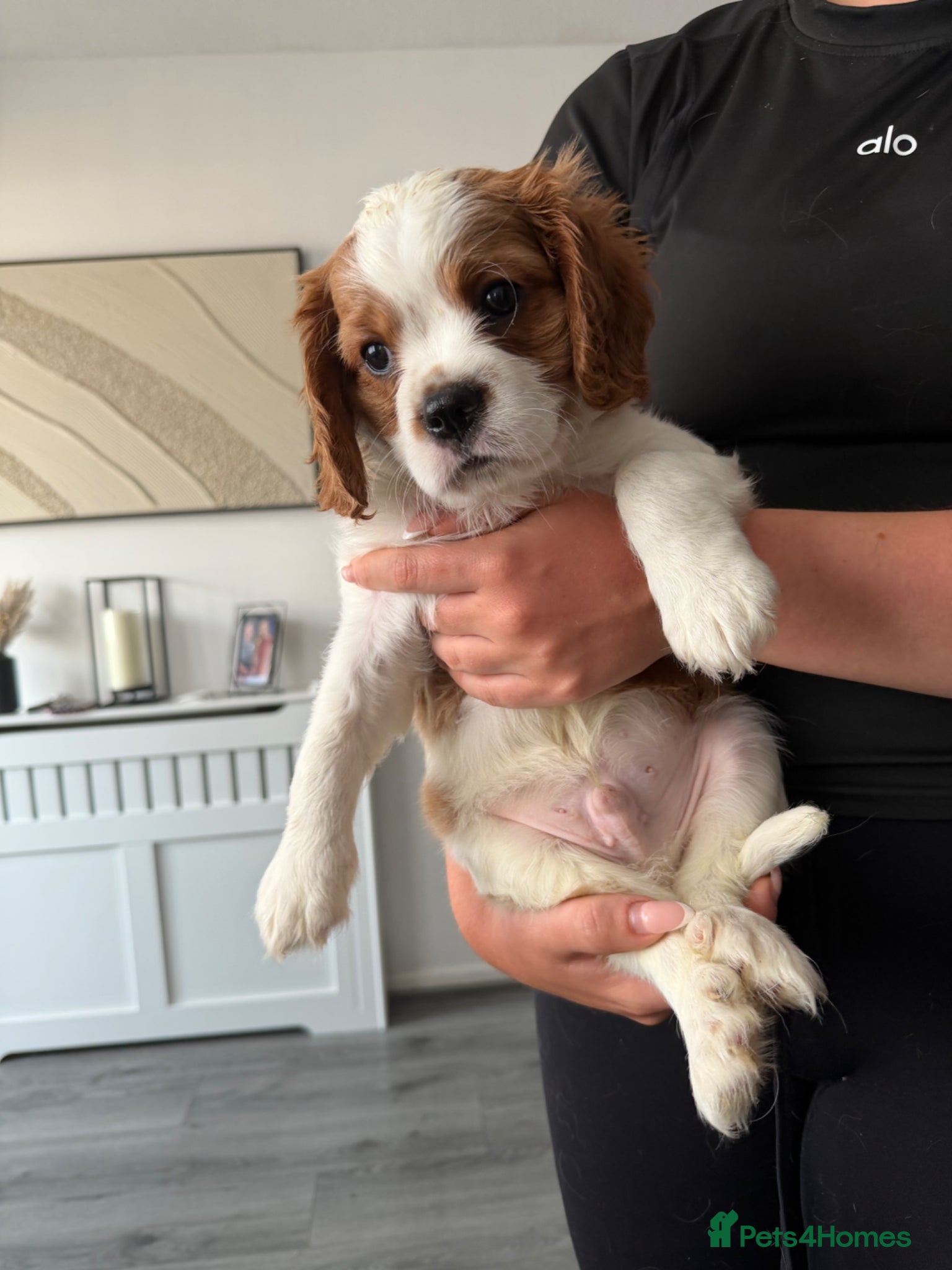 Cavalier King Charles Spaniel dogs Cavalier king charles spaniels 3 males left - Advert 13
