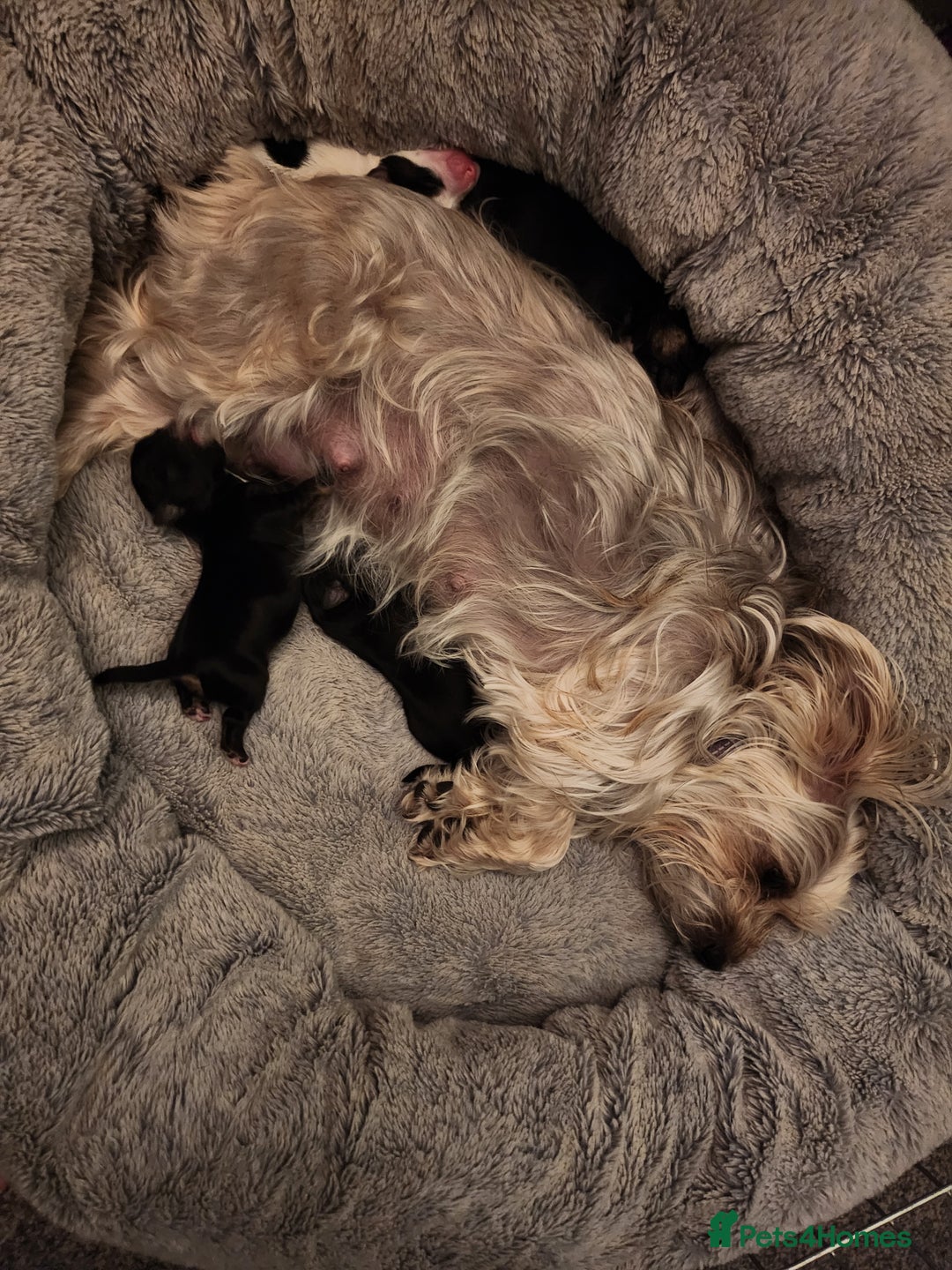 Morkie dogs for sale: Yorkie dominant small Morkies - Image 13