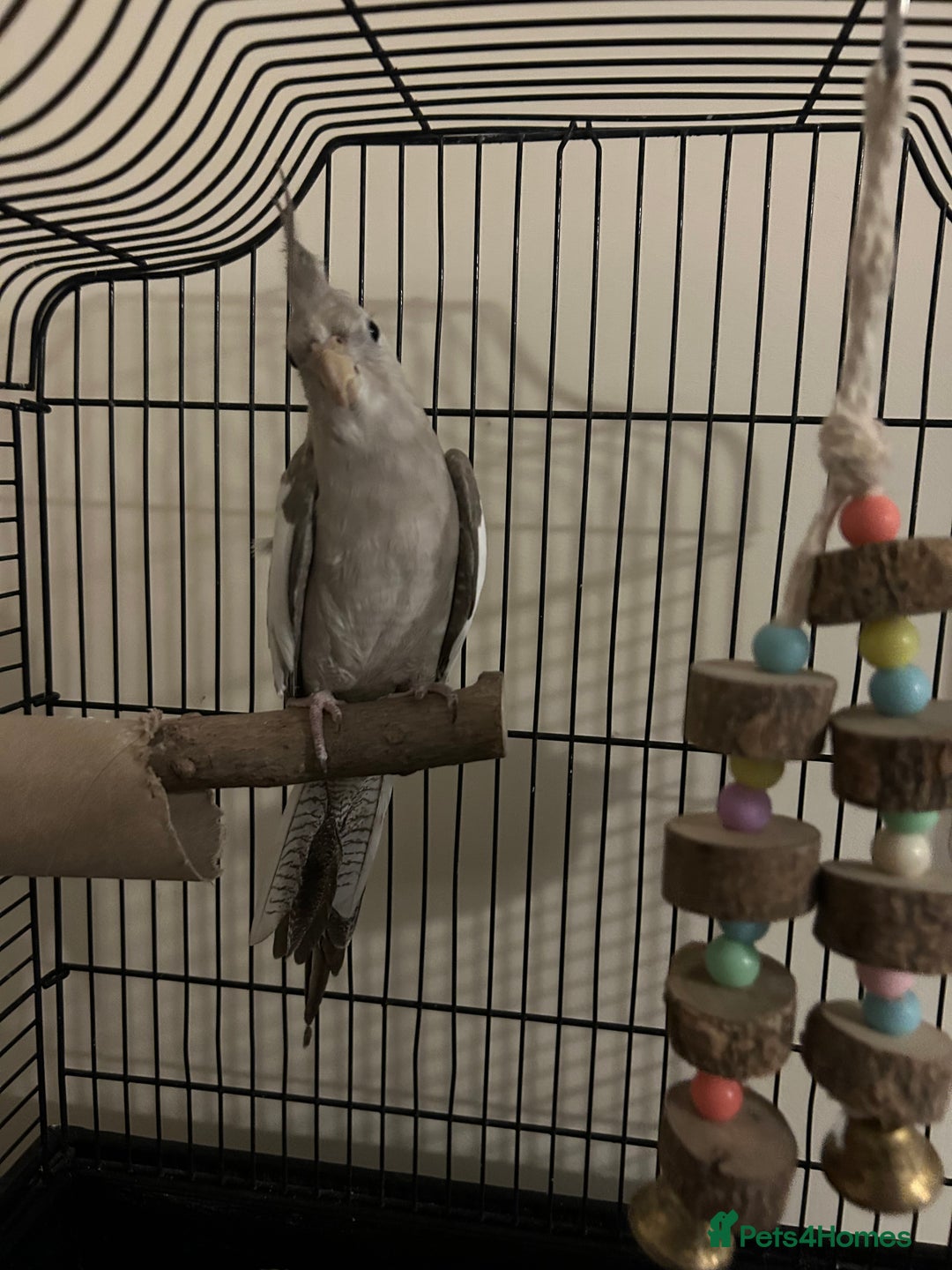 Cockatiels birds for sale: Male Cockatiel  - Advert 2