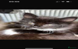 Bengal cats for sale: 2 kittens for sale  - Image 1