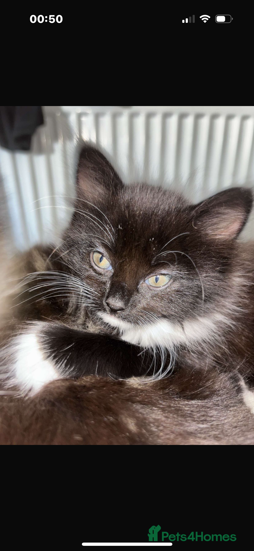 Bengal cats for sale: 2 kittens for sale  - Image 1