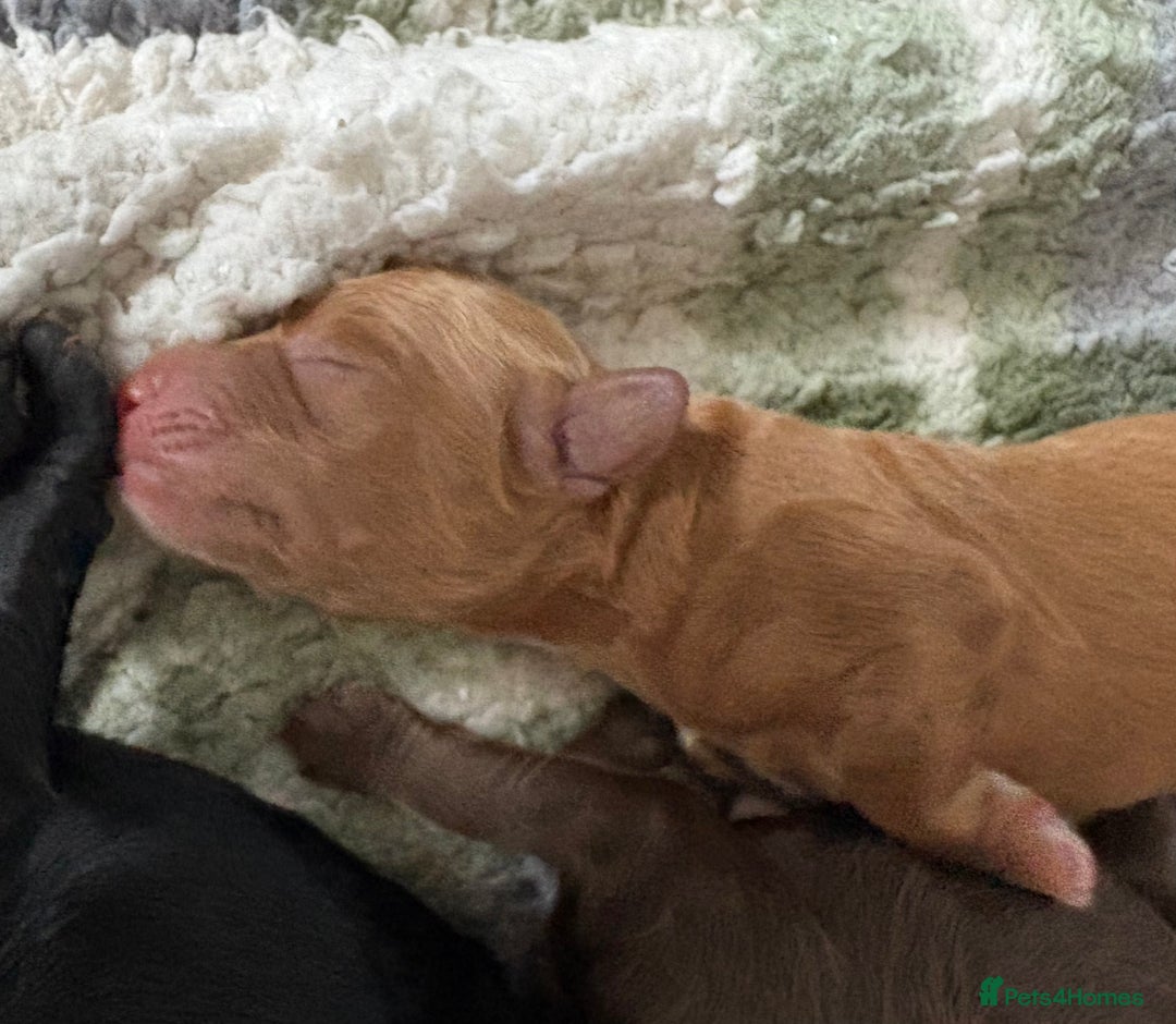 Cockapoo dogs for sale: 🐾Beautiful F2 Cockapoo puppies 🐾 - Image 5
