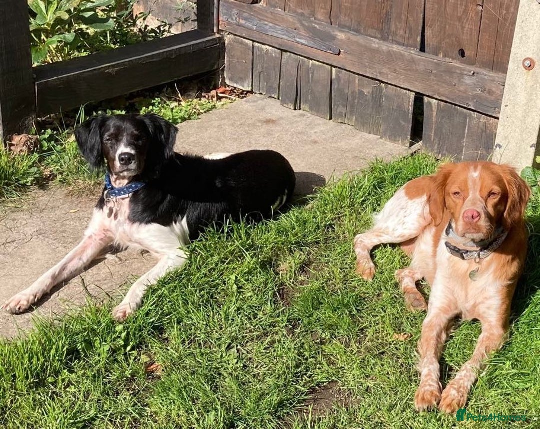 Brittany Spaniel dogs for adoption: Handsome, gentle, charming Marmalade in Surrey - Image 7