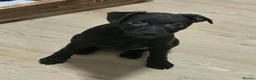 Patterdale Terrier dogs for sale: Patterdale Puppies - Females - Advert 7