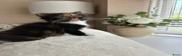 Mixed Breed cats for sale: 5 beautiful kittens  - Advert 15