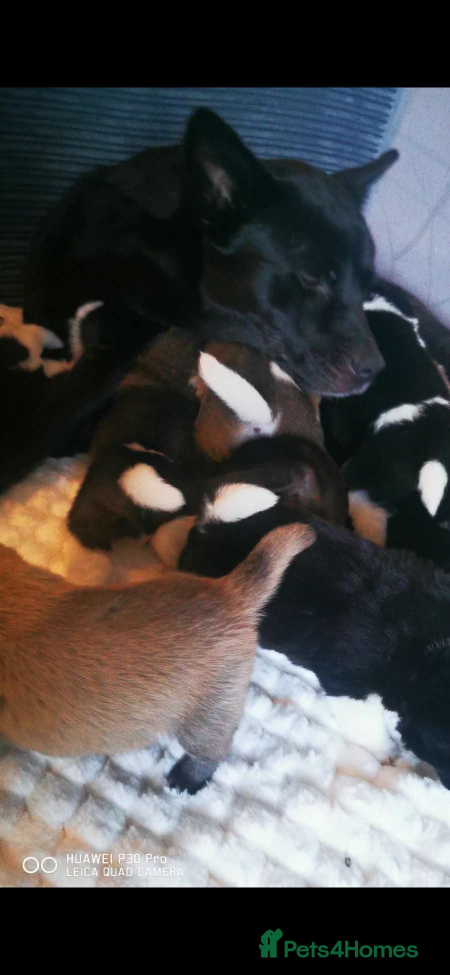 Akita dogs American Akita puppies.  - Advert 1