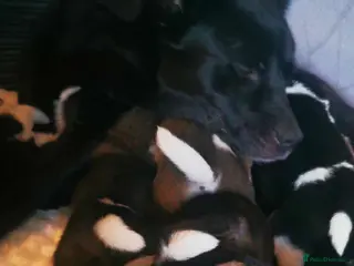 Akita dogs American Akita puppies. - Advert 1