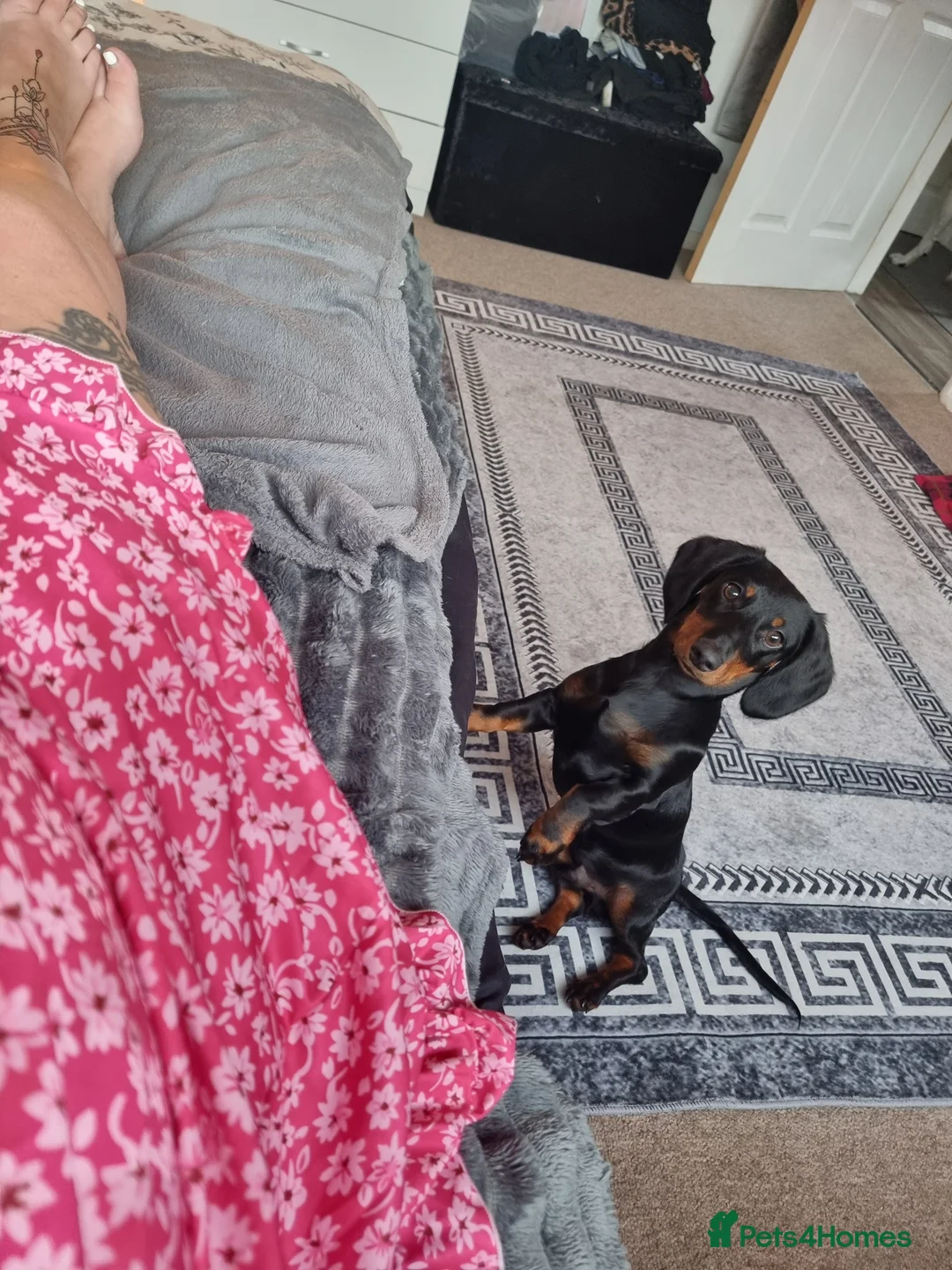Miniature Dachshund dogs for sale: 9 months old miniature dachshund  - Advert 9