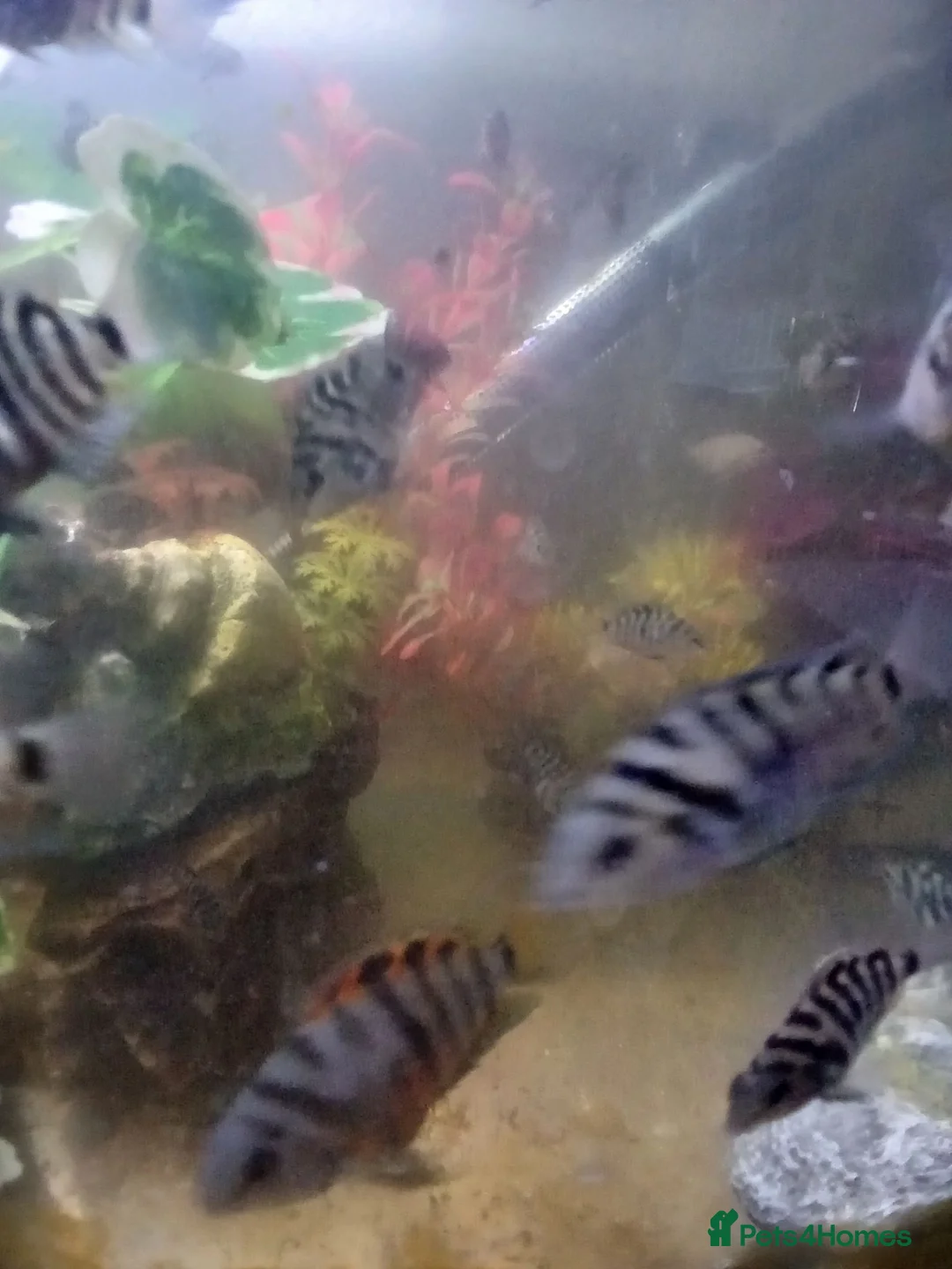 Cichlids fish for sale: Cichlids in Sheffield - Advert 1