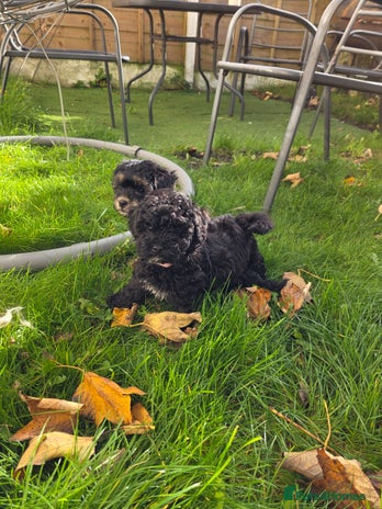 Maltipoo dogs - Advert 6