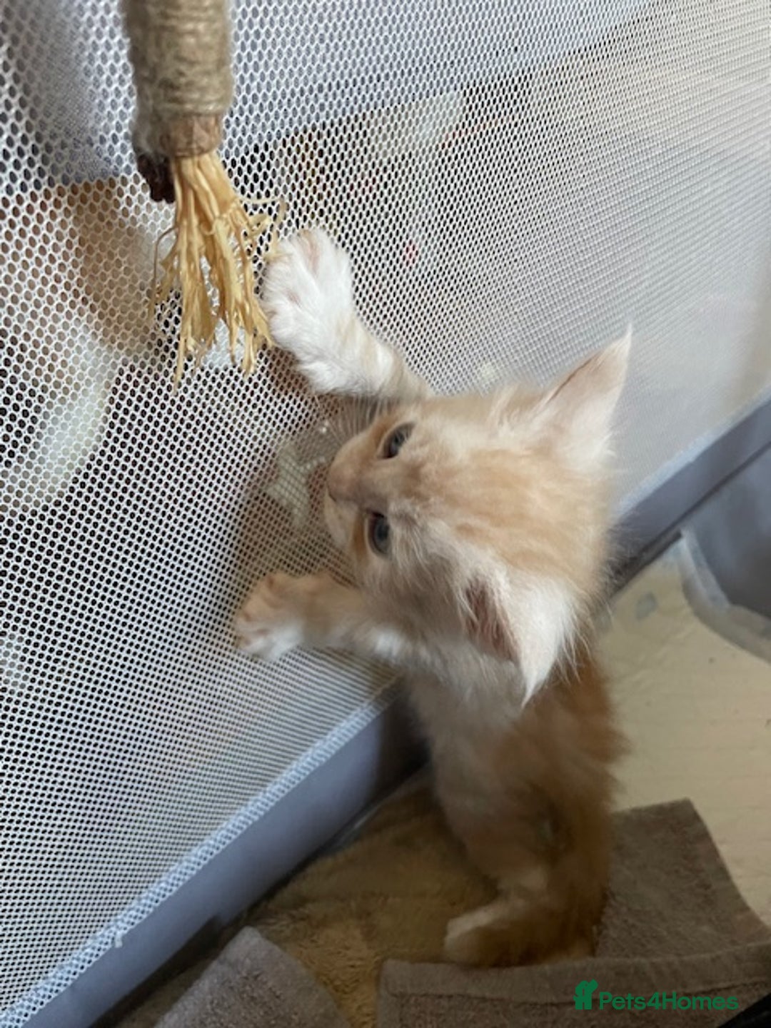 Maine Coon cats for sale: Maine coon babies  - Image 11