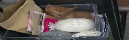 Mixed Breed cats for sale: 4 Amazing kittens in Northampton - Advert 10