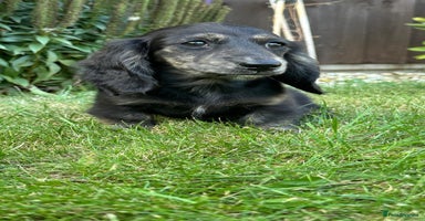 Miniature Dachshund dogs - Advert 5