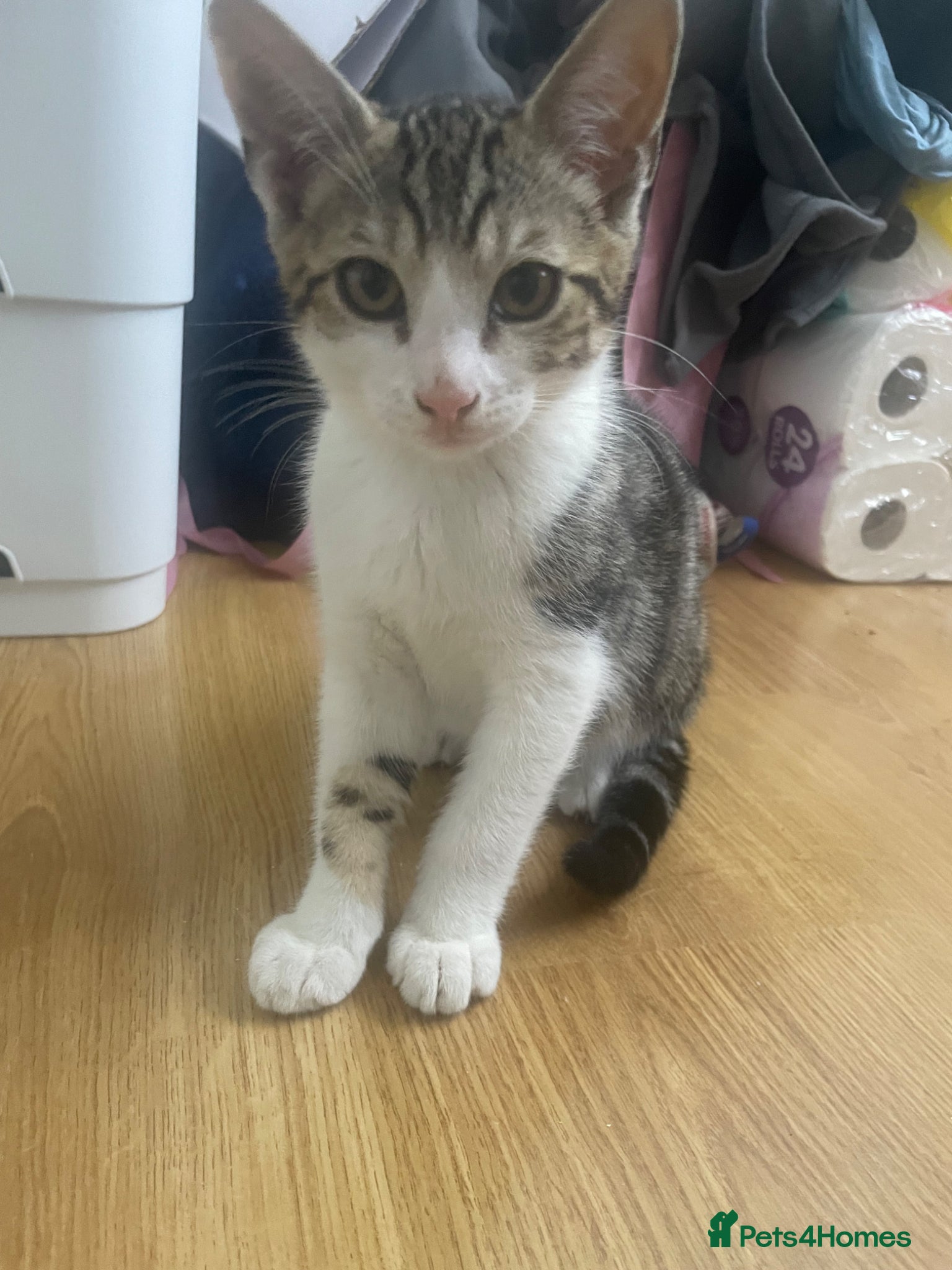 Mixed Breed cats Calm, quiet kitten  - Advert 5