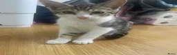 Mixed Breed cats for sale: Calm, quiet kitten  - Advert 1