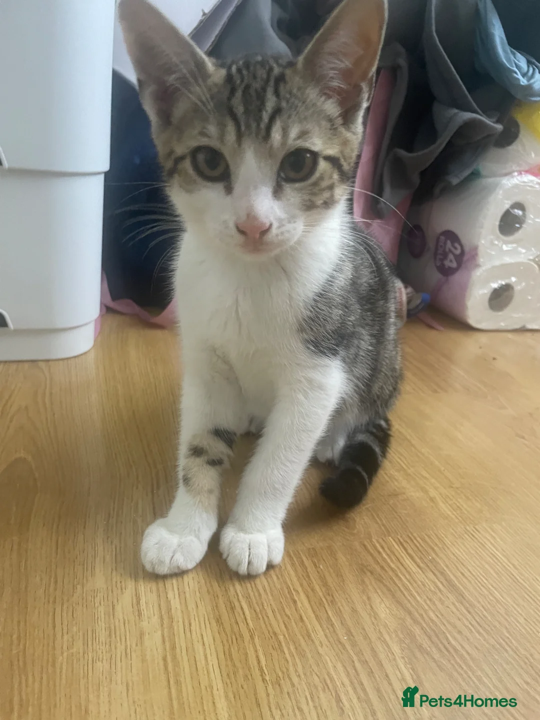 Mixed Breed cats for sale: Calm, quiet kitten  - Advert 1
