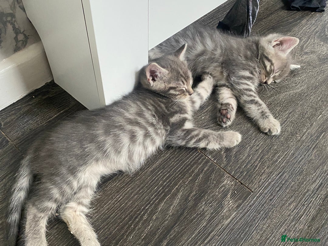 Ragdoll cats for sale: Ragdoll cross tabby kittens  - Advert 6