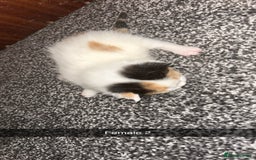 Mixed Breed cats for sale: 4 beautiful mixed breed kittens - Image 5