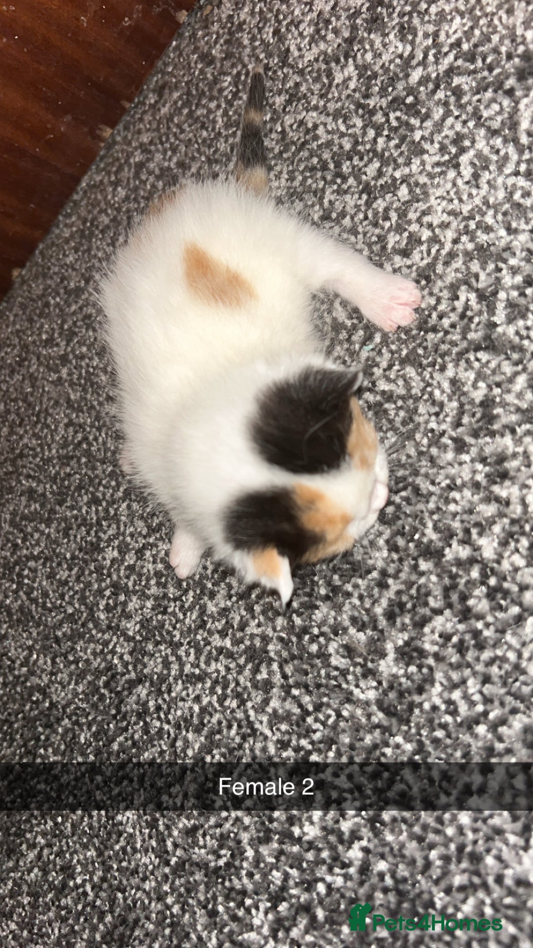 Mixed Breed cats for sale: 4 beautiful mixed breed kittens - Image 5