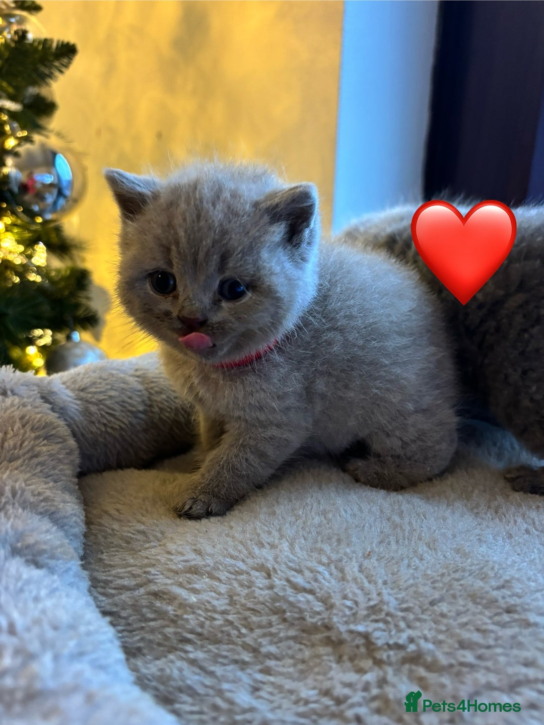 British Shorthair cats for sale: British Shorthair kittens  - Advert 17