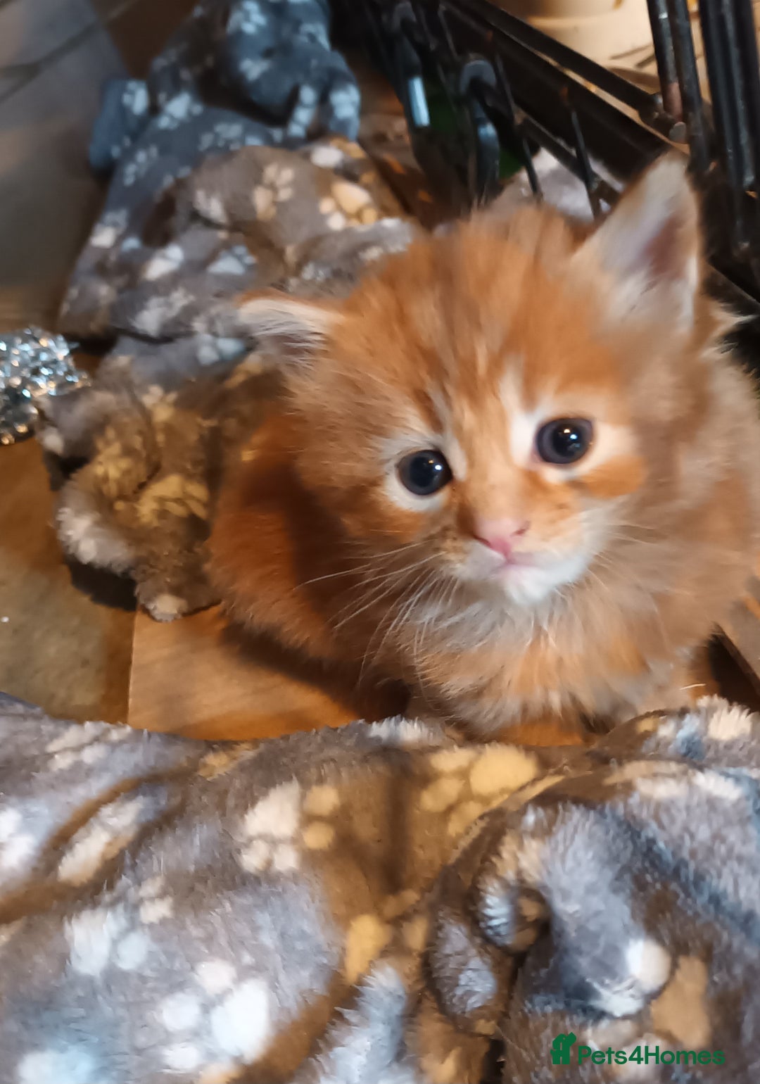 Persian cats for sale: Persian X Beautiful friendly ginger kittens  - Image 11