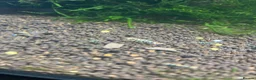 Shrimps fish for sale: Caridina mixed culls - Advert 4