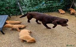 Labrador Retriever dogs for sale: Fox red labrador puppies - Image 12