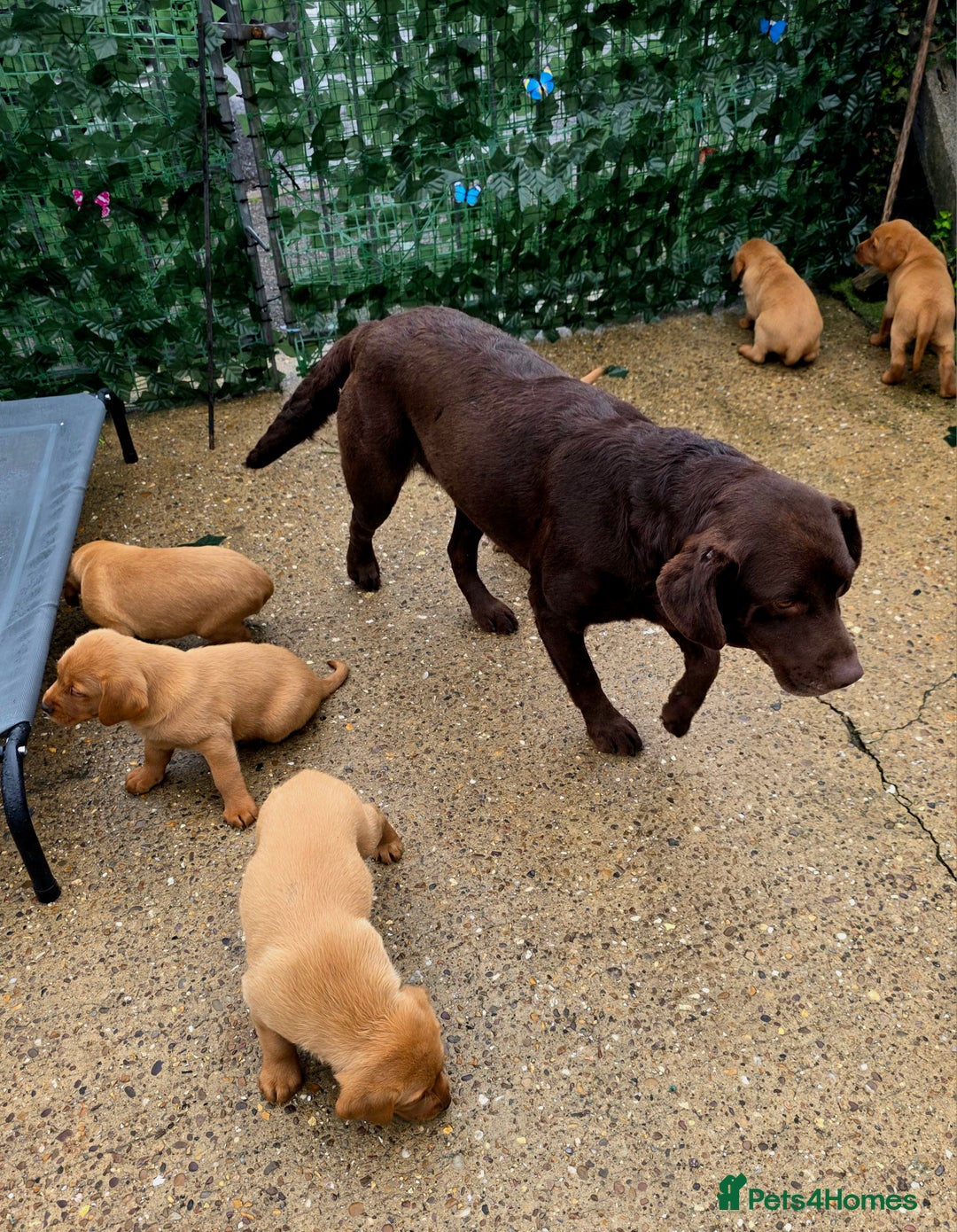 Labrador Retriever dogs for sale: Fox red labrador puppies - Image 12