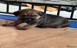 Border Terrier dogs for sale: Border terrier pups - Image 3