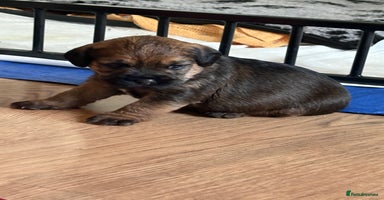 Border Terrier dogs - Advert 2