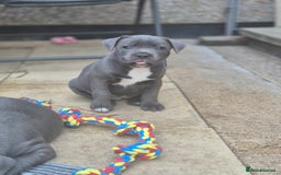 Staffordshire Bull Terrier dogs for sale: **Ready To Leave**KC Blues Champ Blood in Coventry - Image 5