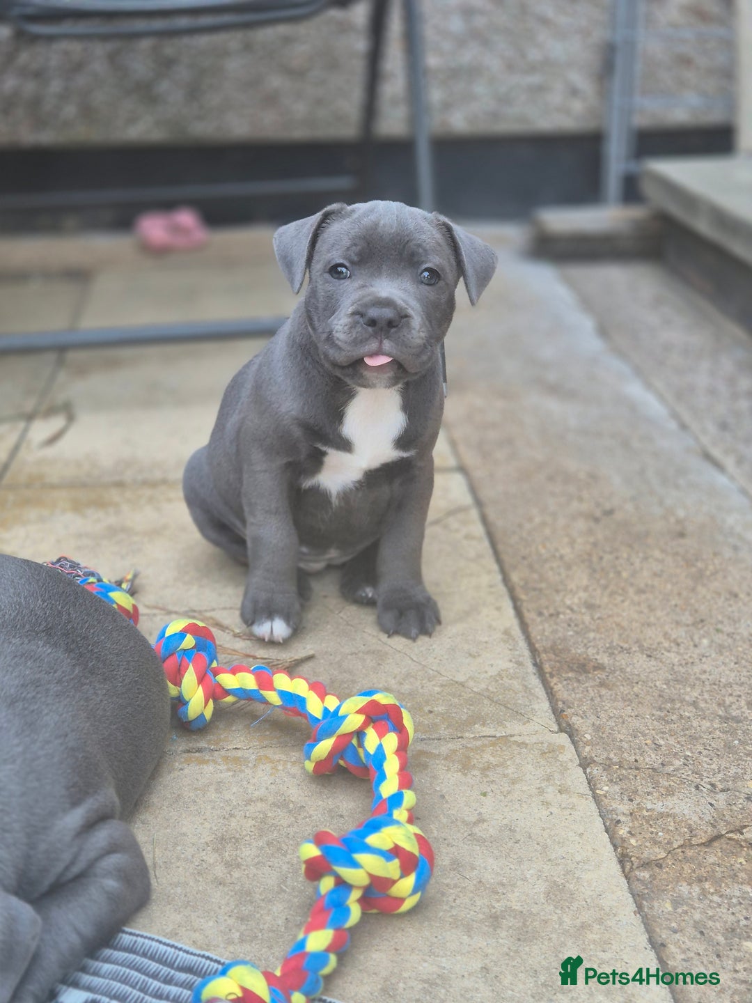 Staffordshire Bull Terrier dogs for sale: **Ready To Leave**KC Blues Champ Blood in Coventry - Image 5