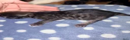 Mixed Breed cats for sale: 4 maincoon cross tabby kittens  - Advert 7