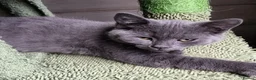British Shorthair cats for sale: British Shorthair Kittens Ready To Go - Advert 9