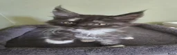 Maine Coon cats for sale: GCCF Registered Maine Coon Kittens  - Advert 30