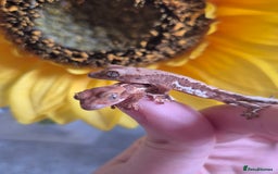 Gecko reptiles for sale: Beautiful Unsexed Crested Geckos ⬇️  - Image 11