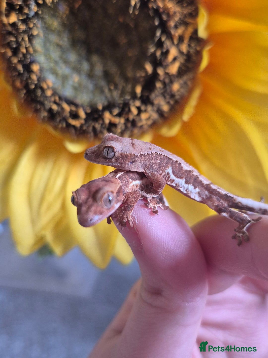 Gecko reptiles for sale: Beautiful Unsexed Crested Geckos ⬇️  - Image 11