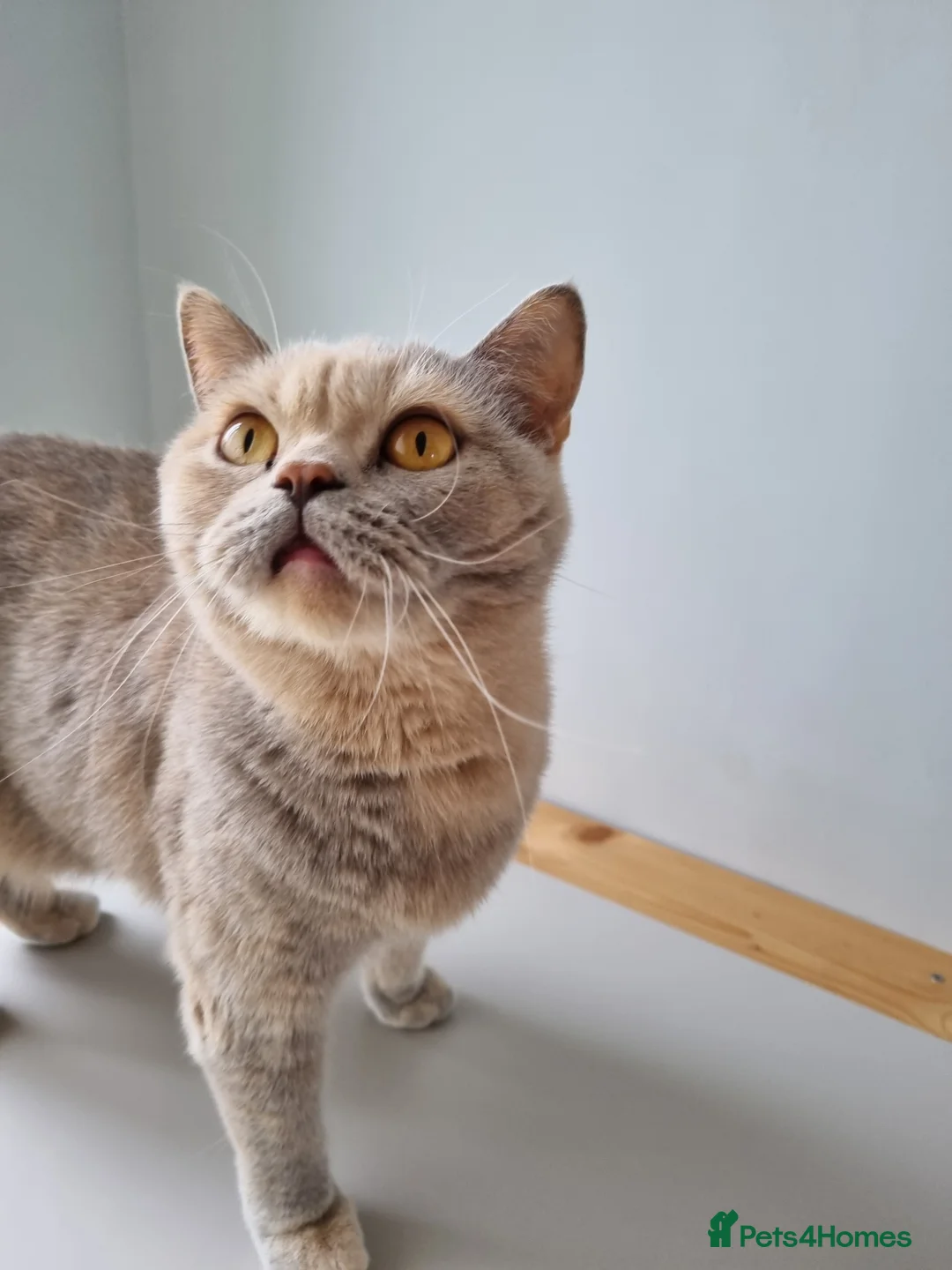 British Shorthair cats for sale: Amazing blue British Shorthair boy.  - Advert 2