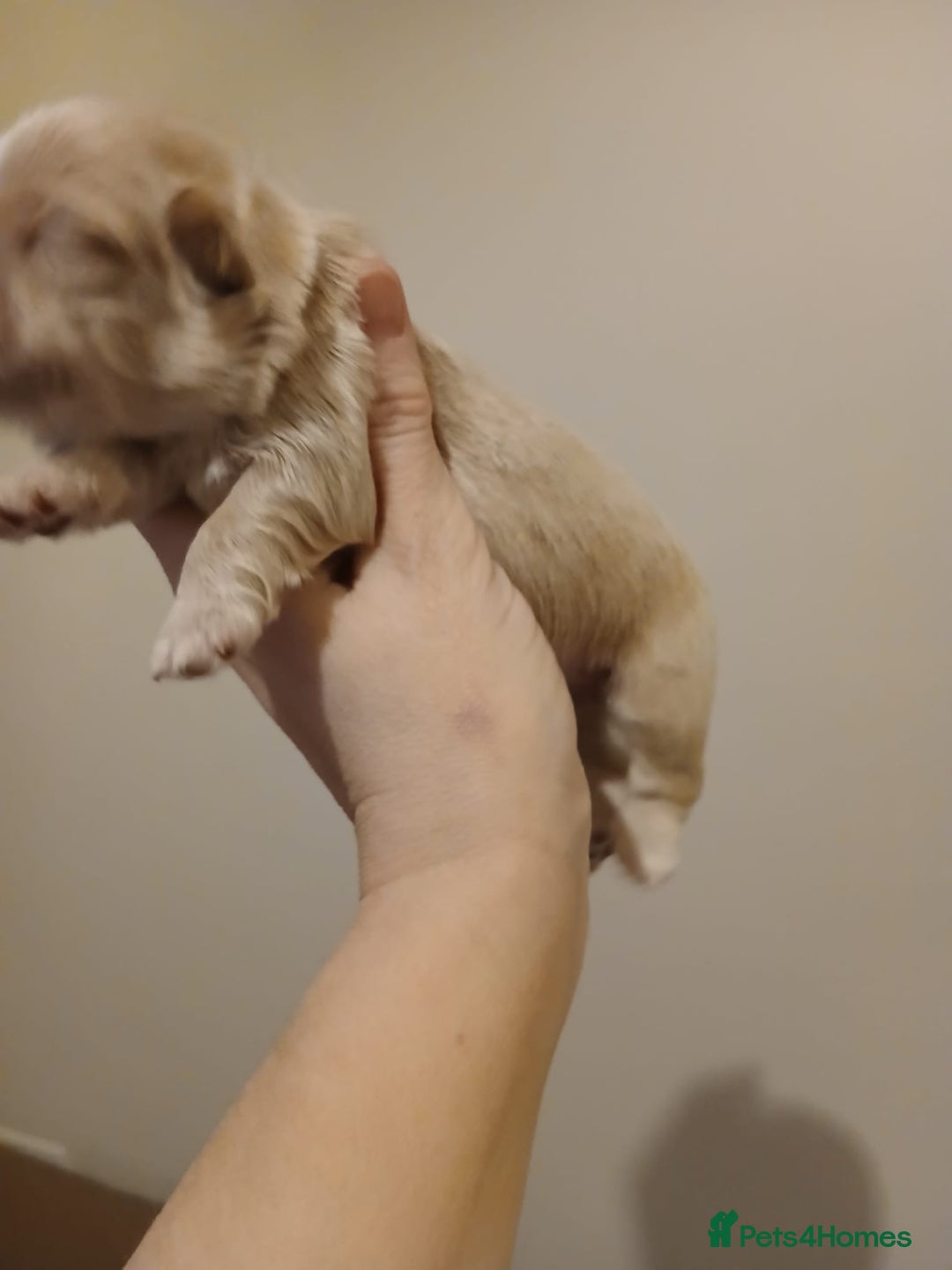 Shih Tzu dogs for sale: 🍫CHOCOLATE KC REG IMPERIALS BEST LINES🍫 - Advert 12