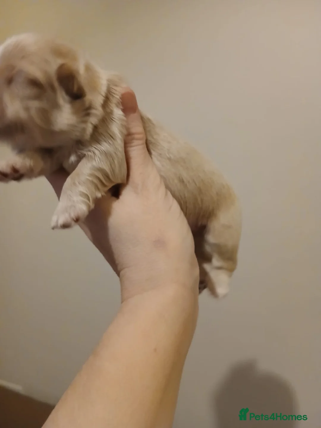 Shih Tzu dogs for sale: CHOCOLATE KC REG IMPERIALS BEST LINES 2 girls left - Advert 24