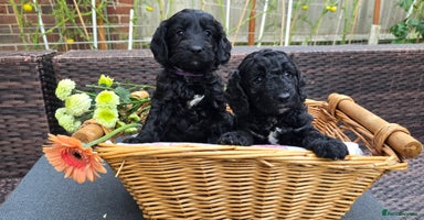 Cockapoo dogs - Advert 3