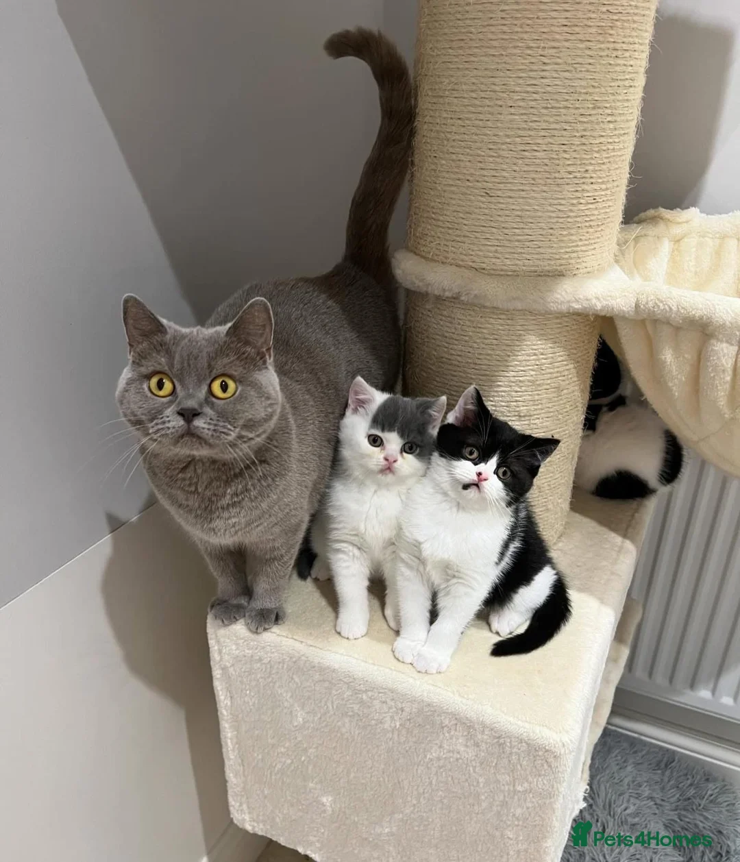 British Shorthair cats for sale: BSH adult female 3 years old  - Advert 2