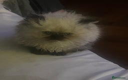 Persian cats for sale: Seal Colourpoint Persian Kittens - Image 13