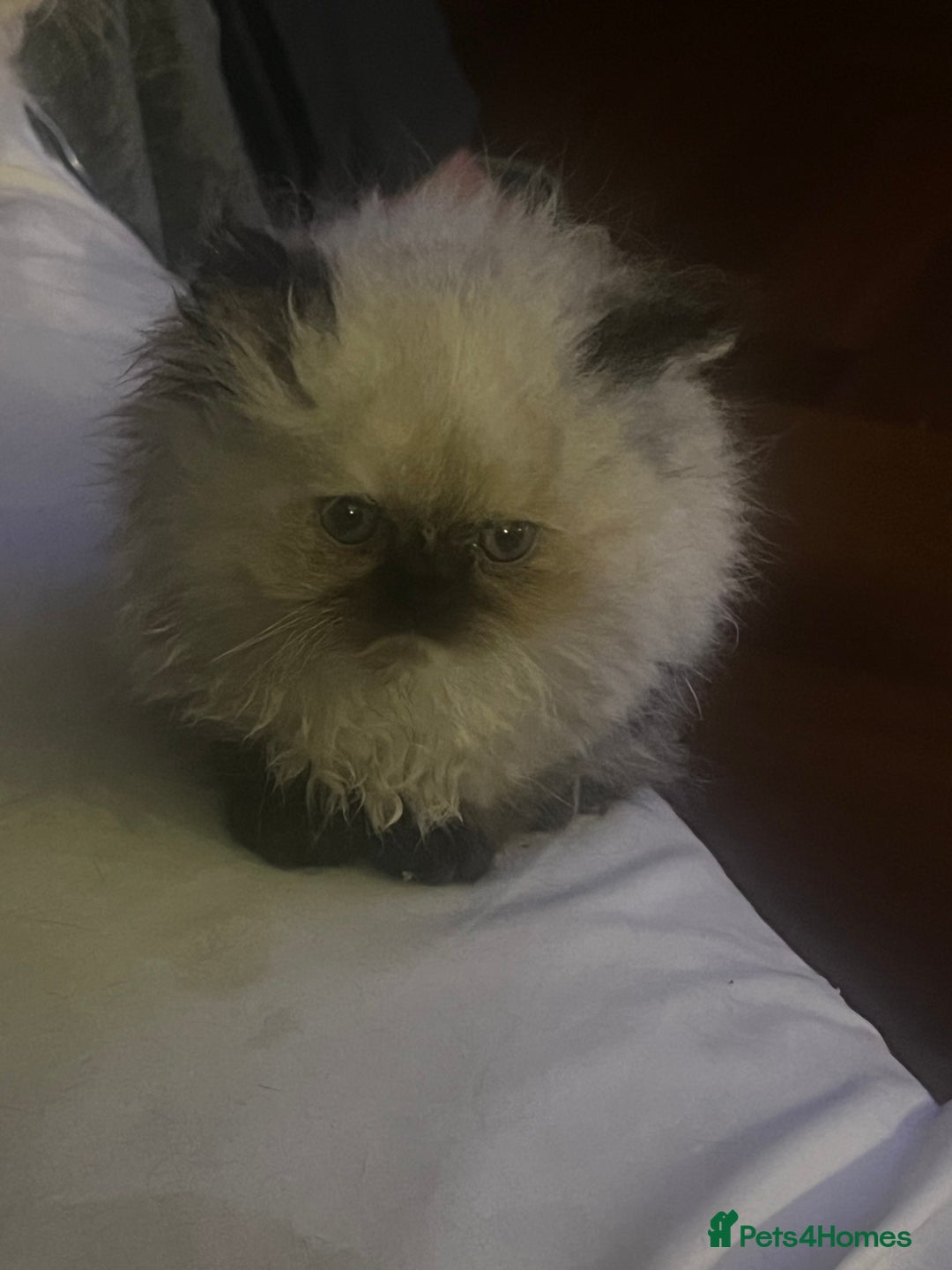 Persian cats for sale: Seal Colourpoint Persian Kittens - Image 13