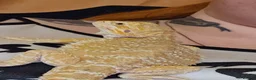 Snake reptiles for sale: Multiple reptile selling cheap - Advert 3